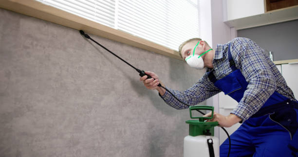 شركة مكافحة حشرات في شبرا مصر